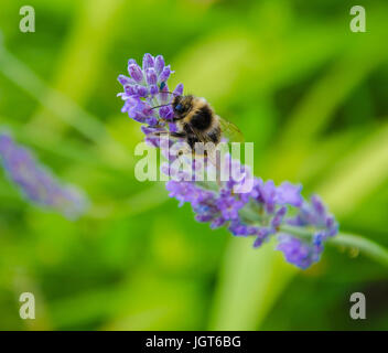 Un bombo su una boccola di lavanda. Foto Stock