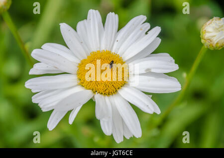 Margherita Foto Stock