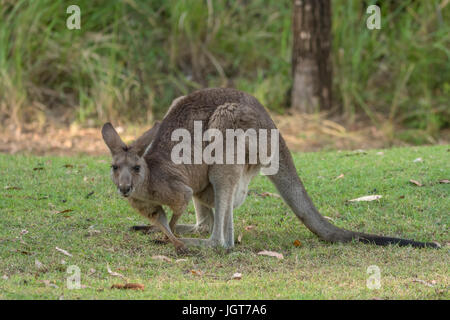 Orientale Canguro grigio a Carnarvon Gorge, Queensland, Australia Foto Stock