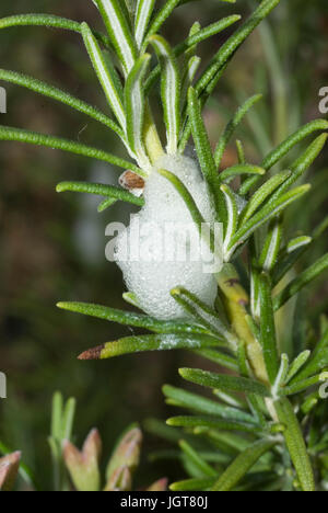 Spiedo di cuculo Foto Stock