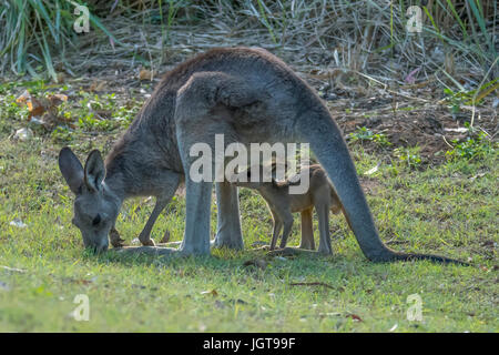 Grigio orientale canguro e Joey a Carnarvon Gorge, Queensland, Australia Foto Stock