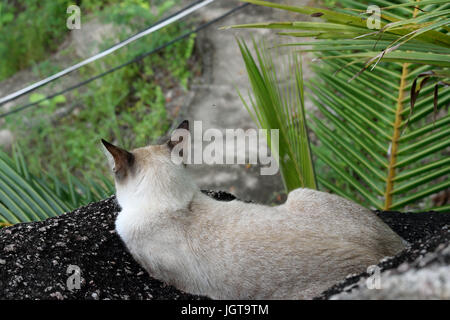 Gatto Foto Stock