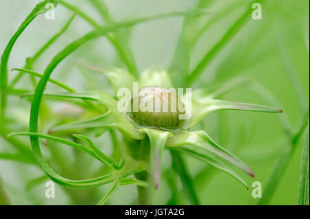 Cosmo comune, bud / (Cosmos bipinnatus, Cosmea bipinnata, Bidens formosa, Coreopsis formosa) / Aster messicano Foto Stock