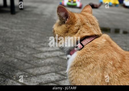 Gatto Foto Stock