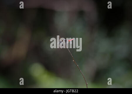 Un solitario corposo rosso dragonfly appollaiato su un unico ramo con fuori fuoco foresta di massa posteriore. Foto Stock