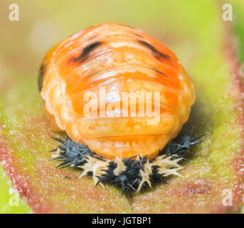 Extreme dettagliate fino in prossimità di una coccinella pupa su una foglia. Foto Stock