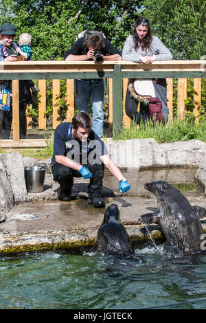 Caregiver animale alimentare pesce ai comuni le guarnizioni di tenuta nella parte anteriore di visitatori presso la Scottish Sea Life Sanctuary vicino a Oban, Argyll and Bute, Scotland, Regno Unito Foto Stock