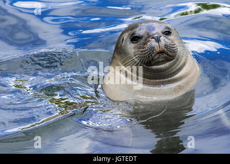 Guarnizione comune / guarnizione porto porto / guarnizione (Phoca vitulina) galleggiante in acqua, close up ritratto Foto Stock