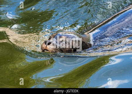 Guarnizione comune / guarnizione porto porto / guarnizione (Phoca vitulina) affette da cataratta nuoto, close up ritratto Foto Stock