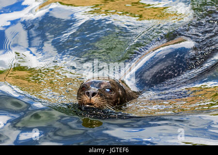 Guarnizione comune / guarnizione porto porto / guarnizione (Phoca vitulina) affette da cataratta nuoto, close up ritratto Foto Stock