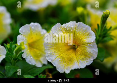 Colore esterno macro ritratto di un singolo giallo e viola fioritura sbocciano i fiori di ibisco sul naturale sfocato sfondo scuro presi in una giornata di sole Foto Stock