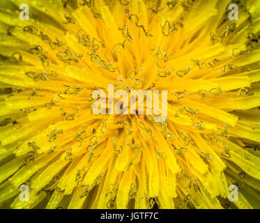 Giallo centro di tarassaco, extreme macro closeup, con piccola pioggia di gocce d'acqua sulla petali Foto Stock