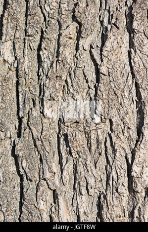 Coppia pioppi neri americani di corteccia di albero texture di sfondo immagine Foto Stock