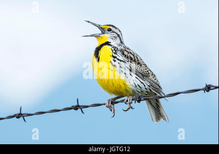 Meadowlark, Canzone di primavera, territorio di allevamento, Montana Foto Stock