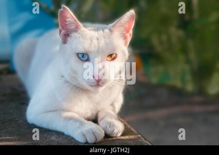 Bella Greco bianco gatto con il diverso colore degli occhi giacente al di fuori al tramonto con la luce che riflette da i suoi occhi, Creta, Grecia Foto Stock