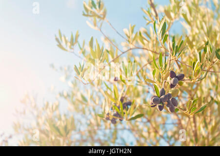 Warm cross-immagine elaborata di ripe dark olive pendenti dal ramo su albero in sole di sera Foto Stock