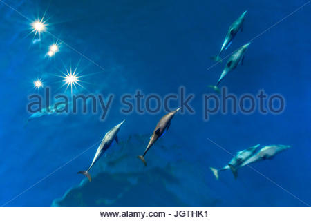 A lungo becco delfini comuni, Delphinus capensis, nuotare nel mare di Cortez. Foto Stock