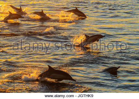 A lungo becco delfini comuni, Delphinus capensis, nuotare in un grande baccello a sunrise. Foto Stock