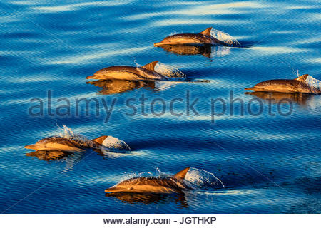 A lungo becco delfini comuni, Delphinus capensis, nuotare in un grande baccello a sunrise. Foto Stock