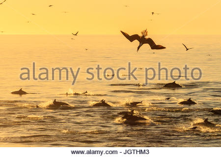 A lungo becco delfini comuni, Delphinus capensis e uccelli di mare in una frenesia. Foto Stock