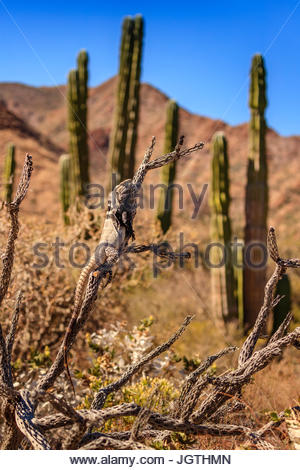 San Esteban spinoso-tailed iguana, Ctenosaura conspicuosa, salite a cholla cactus. Foto Stock