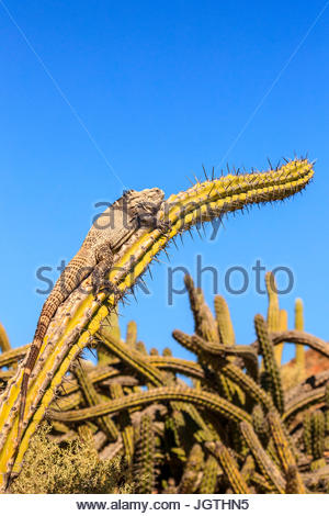 San Esteban spinoso-tailed iguana, Ctenosaura conspicuosa, riscaldamento su un cactus al galoppo. Foto Stock