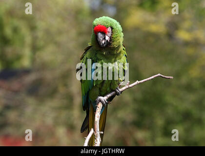 Sud America macaw militare (Ara militaris) in posa su di un ramo Foto Stock