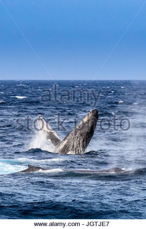 Violare il comportamento di una megattera, Megaptera novaeangliae. Foto Stock