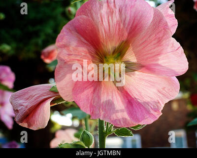 Pink Hollyhock fiore Foto Stock