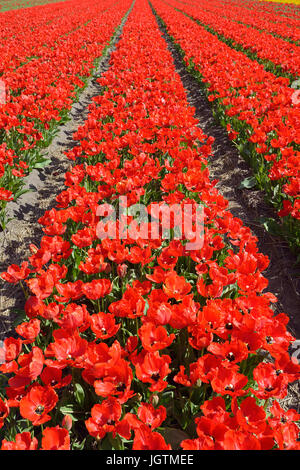 Tulpenfeld bei Lisse, Suedholland, Niederlande / (Tulipa spec.) | Campo di tulipani vicino a Lisse, South Holland, Paesi Bassi / (Tulipa spec.) Foto Stock