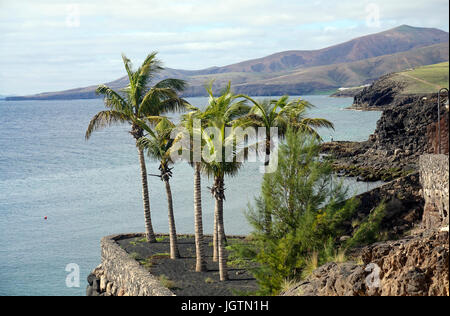 Palme presso la costa di Puerto Calero, Lanzarote, Isole canarie, Spagna, Europa Foto Stock