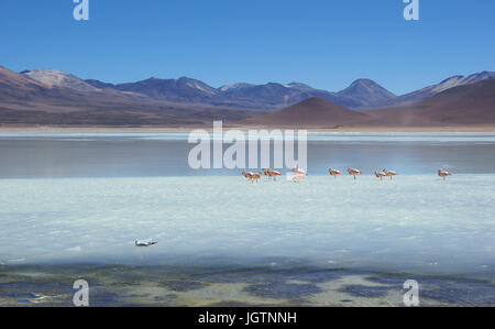 Laguna Blanca, riserve nazionali di fauna Andina Eduardo Abaroa, deserto di Lipez, dipartimento di Potosi, Sud Lipez Provincia, La Paz, Bolívia Foto Stock