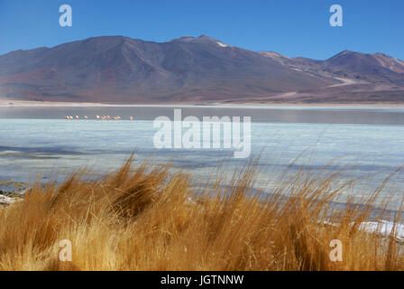 Laguna Blanca, riserve nazionali di fauna Andina Eduardo Abaroa, deserto di Lipez, dipartimento di Potosi, Sud Lipez Provincia, La Paz, Bolívia Foto Stock