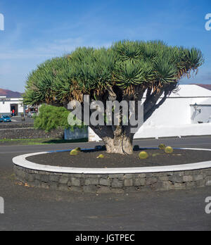 Canaria di dragon tree (Dracaena draco) a Bodega Rubicone, vigneto presso La Geria, Lanzarote, Isole canarie, Spagna, Europa Foto Stock