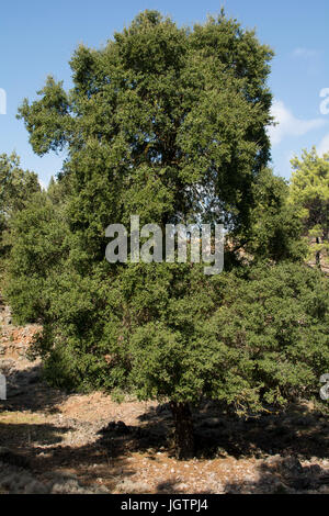 Santo querce sono ancora in fase di crescita nella zona di Agios Ioannis in alta mounains sopra creta della south coast. Hoch in den Weißen Bergen über der Südk Foto Stock