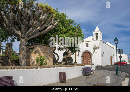 Dragon Tree a chiesa Iglesia de San Roque a Tinajo, Lanzarote, Isole canarie, Spagna, Europa Foto Stock