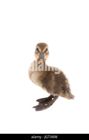 Baby anatroccolo isolati su sfondo bianco guardando la fotocamera. Foto Stock