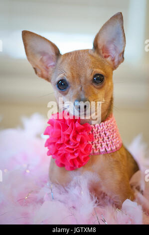 Tiny chihuahua cane con fiocco rosa e il collare seduta su di un letto di piume rosa guardando la telecamera. Foto Stock