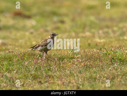 Woodlark appollaiato sul terreno Foto Stock