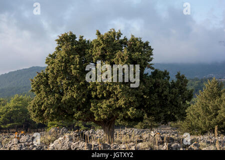 Santo querce sono ancora in fase di crescita nella zona di Agios Ioannis in alta mounains sopra creta della south coast. Hoch in den Weißen Bergen über der Südk Foto Stock