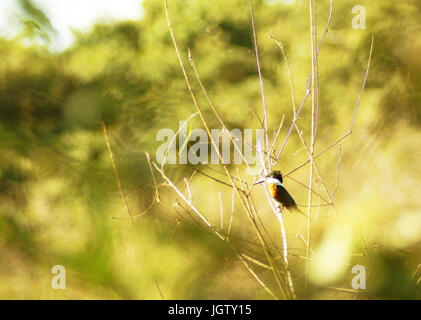 Martin-pescador-pequeno, maschio, Verde Kingfisher, Chloroceryle americana, Pantanal, Mato Grosso do Sul, Brasile ATENÇÃO: NÃO PODEMOS REPRESENTAR ESSA MI Foto Stock