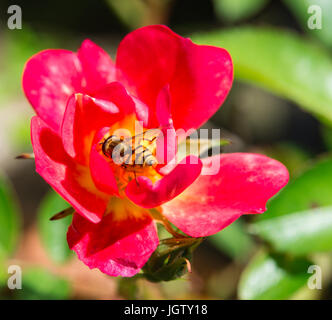 Red Rose in miniatura fiore con un'ape Foto Stock