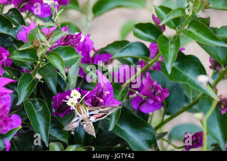 Elephant Hawk Moth: Deilephila elpenor raccogliendo il nettare dai fiori viola in Porto Santo Island, Madeira, Portogallo Foto Stock