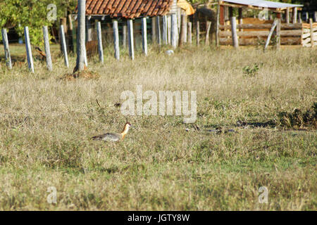 Curicaca-di-collo-giallo, Buff-colli, Ibis Theristicus caudatus, Pantanal, Mato Grosso do Sul, Brasile ATENÇÃO: NÃO PODEMOS REPRESENTAR ESSA IMAGEM Foto Stock