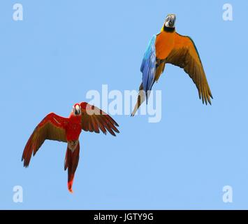 Blu e Oro macaw (Ara ararauna) in volo overhead, insieme con un scarlet macaw (Ara macao). Foto Stock