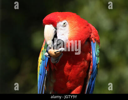Sud Americana scarlet macaw (Ara macao) mangiando un gustoso il dado Foto Stock