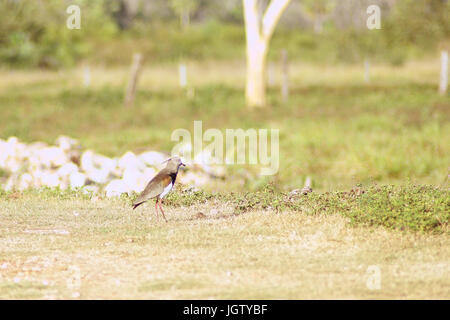 Voglio-desidera, Southern pavoncella, Vanellus chilensis, Pantanal, Mato Grosso do Sul, Brasile Foto Stock