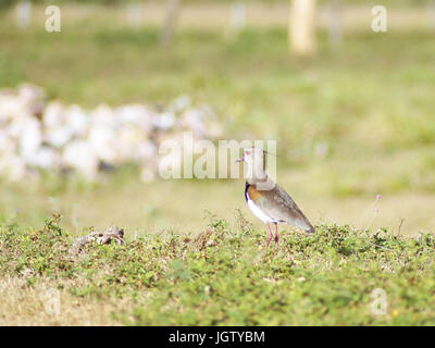 Voglio-desidera, Southern pavoncella, Vanellus chilensis, Pantanal, Mato Grosso do Sul, Brasile Foto Stock