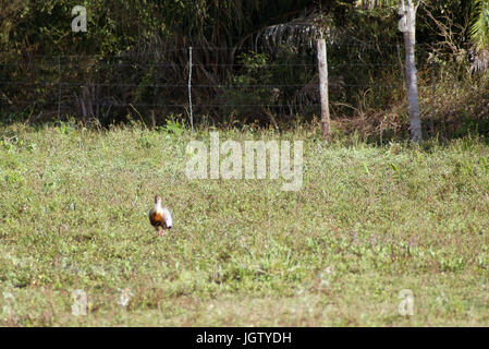 Curicaca-di-collo-giallo, Buff-colli, Ibis Theristicus caudatus, Pantanal, Mato Grosso do Sul, Brasile Foto Stock