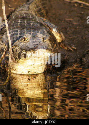 Alligatore, Natura, Pantanal, Mato Grosso do Sul, Brasile Foto Stock
